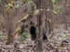 Uttarakhand: Sloth Bear killed in fight with Tiger at Jim Corbett National Park, caught on camera!