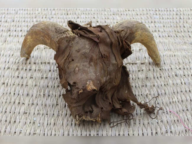 This handout picture released by the Egyptian Ministry of Antiquities on March 25, 2023, shows a mummified ram head uncovered in recent excavations at the temple of Ramses II in Abydos. A team of archaeologists from the US' New York University uncovered more than 2,000 mummified ram heads dating from the Ptolemaic era, as well as other animal mummies and artifacts in the Temple of Ramses II in Abydos in southern Egypt, a discovery that points to a persevering ram cult 1000 years after Ramses II's time, according to the country's antiquities authorities. - == RESTRICTED TO EDITORIAL USE -