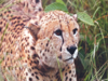 Day after Namibian cheetah dies, SC seeks task force experts' qualification, experience