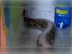 World's longest snake slithers outside a house terrifies netizens, video goes viral on Twitter-Watch