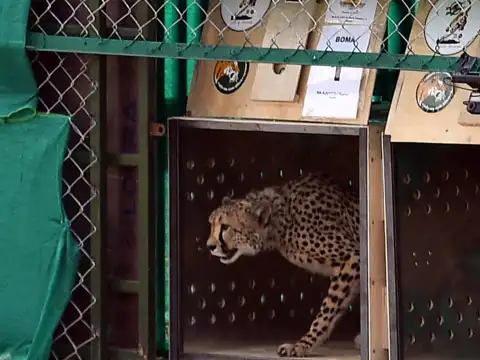 What is Project Cheetah?