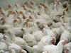 Meat over matter: Is the chicken an animal, wonders Gujarat High Court