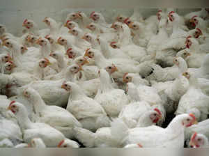 FILE PHOTO: Chickens sit in a poultry farm