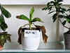 Do your indoor plants end up dying? New research shows they generate sounds under stress