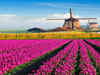 Places to see tulips in Netherlands