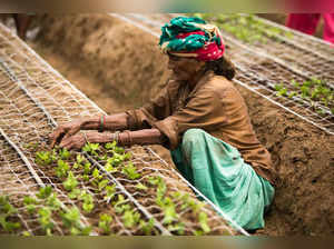 In this picture taken on September 7, 2022, worker plants flower seedlings in a greenhouse at Teg Singh Farm on the outskirts of Fatehpur some 19 km from Hapur in Uttar Pradesh state. Religion plays a significant role in the lives of Indians and flowers have an equally pivotal role in the religious practices in the country. From Hindus to Muslims, the two largest religions in India, flowers and faith remain completely intertwined. India produces roughly 2,200 thousand tonnes of loose flowers, according to the federal horticulture department, nearly 70 percent of them are used in religious practices. The floriculture