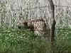 Madhya Pradesh: Namibian Cheetah Oban sneaks out of the Kuno National Park; enters human habitat