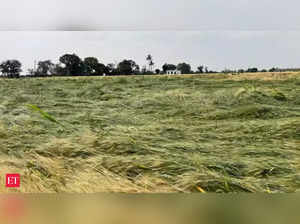 10pc of wheat crop damaged due to untimely rains; output unlikely to decline on higher yield: Centre