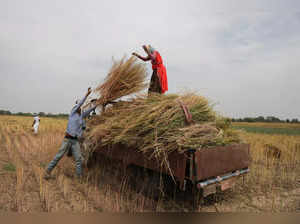 People load rapeseed stalks on a tractor trolley in a field on the outskirts of Jaipur