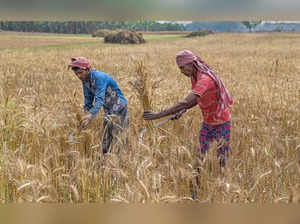 Nadia: Farmers harvest wheat at a field, in Nadia district. (PTI Photo)(...