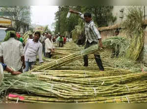 UP to set new record in sugarcane payments to farmers