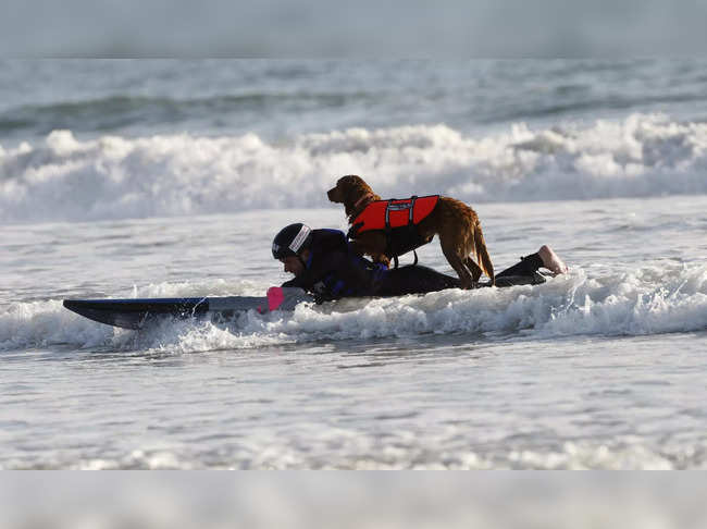 Ricochet, San Diego’s surfing therapy dog, dies at 15