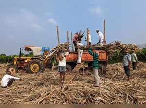 Sugar mill workers load harvested sugar cane in a tractor trolly in Sangli district
