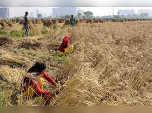 Gurugram: Farmers harvest wheat crop, at a village on the outskirts of Gurugram....