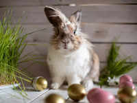 rabbits: Latest News & Videos, Photos about rabbits