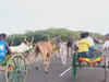 Tamil Nadu: One of a kind bullock cart race organised in Ramanathapura, watch!