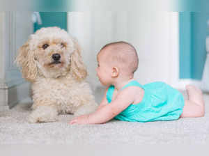 Maternal exposure to pet cats or dogs may cut food allergies in babies