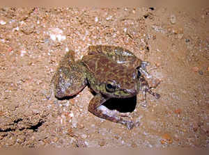 **EDS: TO GO WITH STORY** South Garo Hills: The frog that was discovered from Si...