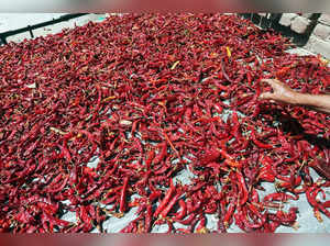 Srinagar, Sep 24 (ANI): A woman spreads red chilli peppers for drying at a rooft...