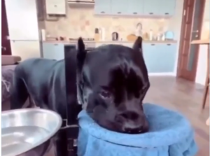 Cute video of dog learning to wipe his mouth after drinking water goes viral on Twitter