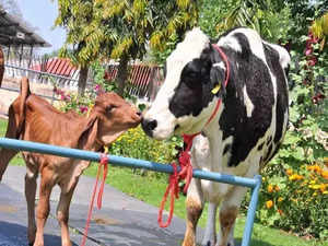 Himachal govt to launch Rs 500-crore Him Ganga scheme to promote dairy business: Chandan Kumar