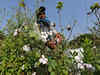 India's cotton output could fall to 14-year low: Cotton Association of India
