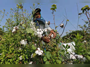 A worker harvests cotton in a field on the outskirts of Ahmedabad
