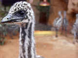 Emu chicks