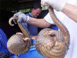 Live pangolins