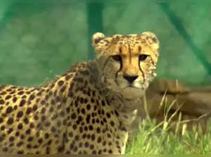 Twelve cheetahs to be translocated from S Africa to India on Feb 18