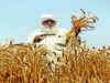 Wheat procurement 12% higher so far