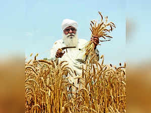 Wheat Procurement 12% Higher So Far