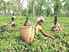 Tea planters suffering from 'crop loss', 'falling' prices in Tripura