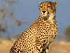 Another cheetah dies at Madhya Pradesh's Kuno National Park, 2nd death in a month