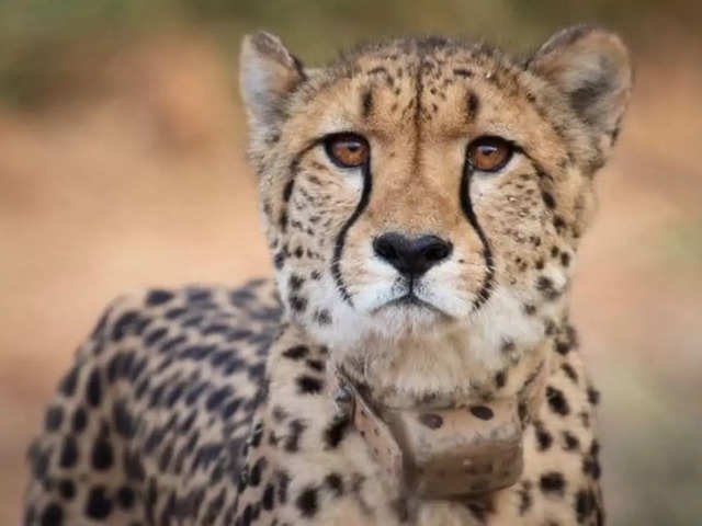 ​Cheetah named 'Sasha'​