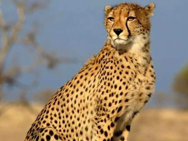 ​Cheetah 'Uday'​