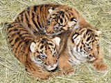 A trio of Sumatran tiger cubs