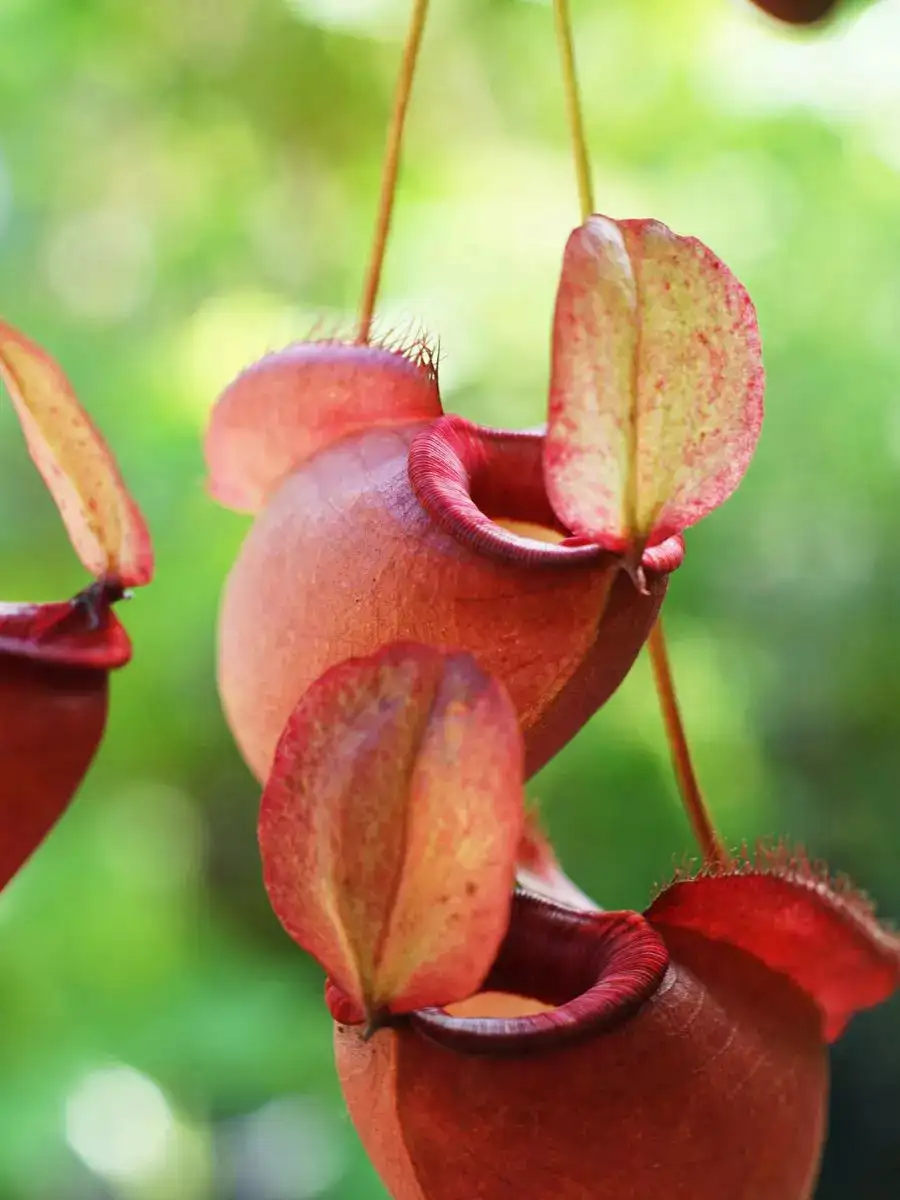The MeatEaters Of The Plant World NewsPoint