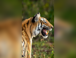 ‘Irked’ tiger charges towards tourists during safari ride. See what happened