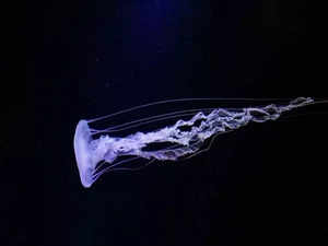 New species of box jellyfish with 24 eyes found. See details