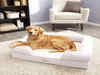 Best Dog Bed for Maximum Comfort and Support for Your Furry Friend