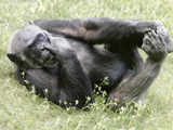 A chimpanzee enjoys the sun at sanctuary in Gaenserndorf