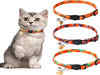 Best cat collars for your furry friend - Comfort, Style and Safety Guaranteed!