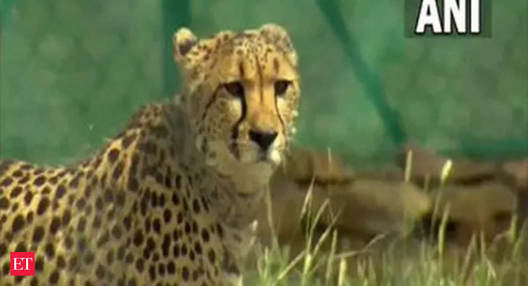 Inadequate space for cheetahs in MP’s Kuno National Park, claims ex-WII official