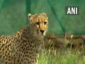 Death of cheetahs a failure of MP forest dept, claims wildlife activist