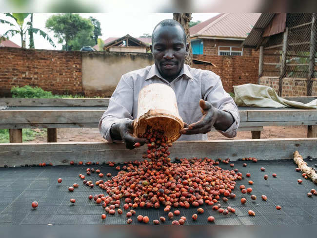 African Farmers May Have a Coffee Robust Enough for the Climate Crisis