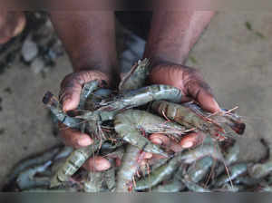 shrimp istock