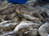 India’s shrimp sector to see 5% growth in 2024: CRISIL