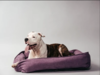 11 best-selling large dog beds for big dogs starting at just Rs.400