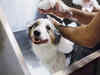 9 Best Tick Shampoos for Dogs - Say Goodbye to Ticks and Fleas!